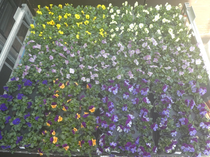 <h4>VIO CORNUTA</h4>