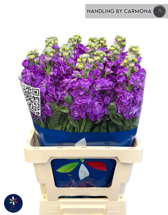 <h4>MATTH IRON PURPLE</h4>