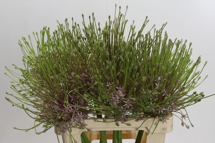 <h4>Allium schubertii</h4>