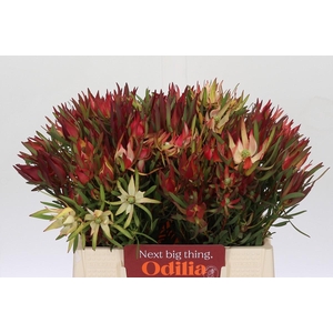 Leucadendron Fireglow Spray