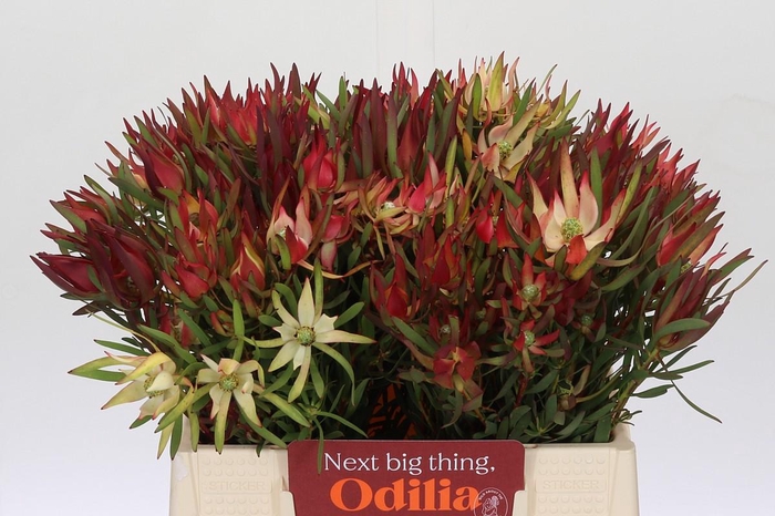 Leucadendron Fireglow Spray