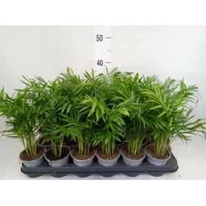 Chamaedorea elegans