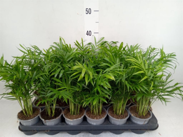 <h4>Chamaedorea elegans</h4>