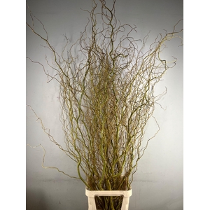 SALIX CARADOC GEEL 200CM