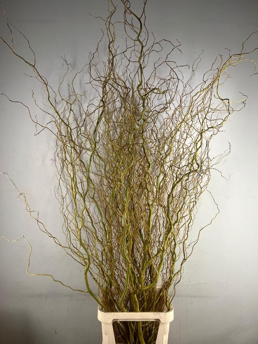 <h4>SALIX CARADOC GEEL 200CM</h4>