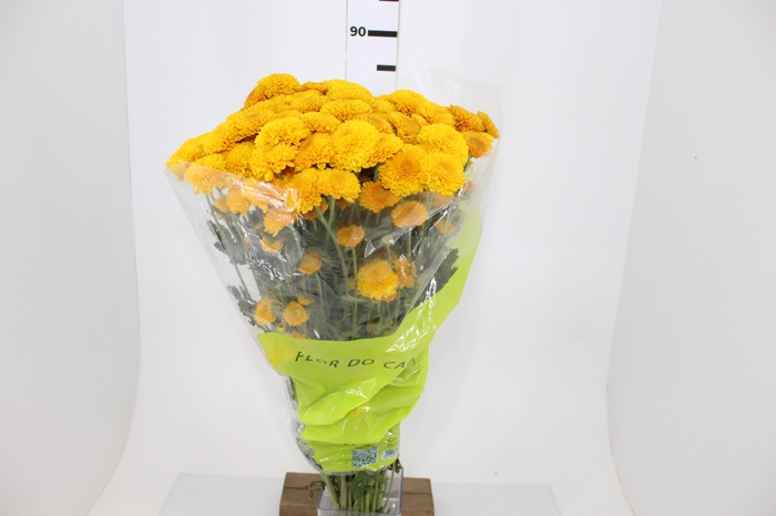 CRISANTEMO SANTINI ZINTA 080 CM