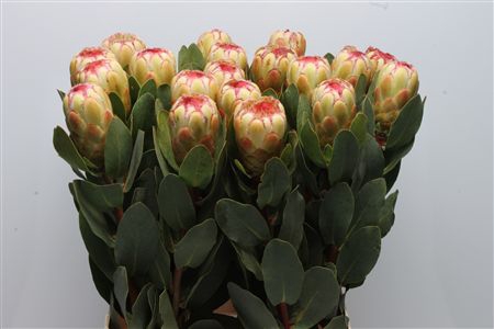 <h4>Protea Grandicolor</h4>