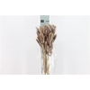 Dreid Lagurus Bleached Lilla Bs