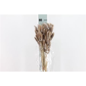 Dreid Lagurus Bleached Lilla Bs