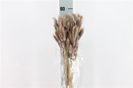 <h4>Dreid Lagurus Bleached Lilla Bs</h4>