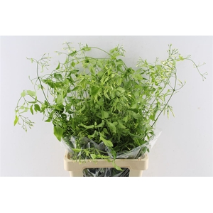 Jasmine White 100 Gram