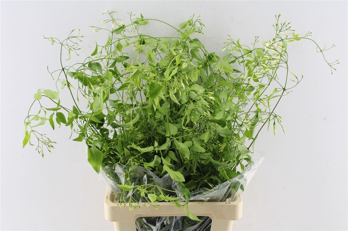 <h4>DEC Jasmine White 100 Gram</h4>