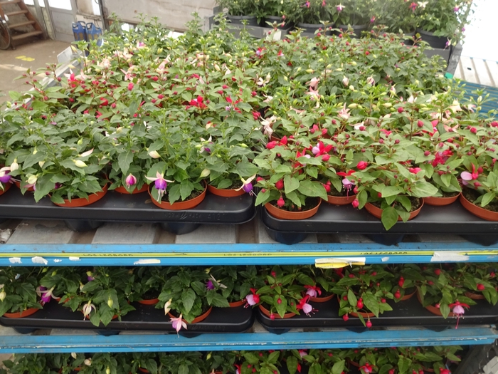 <h4>FUCHSIA MIXK</h4>