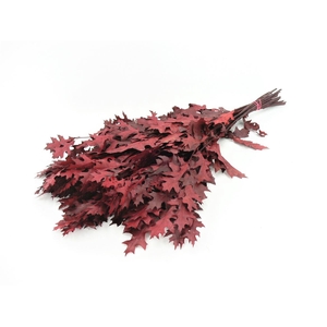 Eikenblad Prepa. Palustris Rood