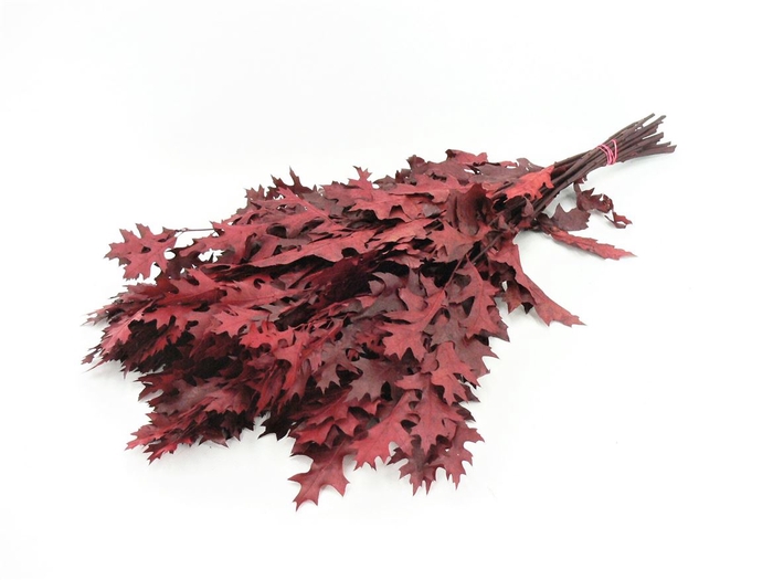 <h4>Eikenblad Prepa. Palustris Rood</h4>