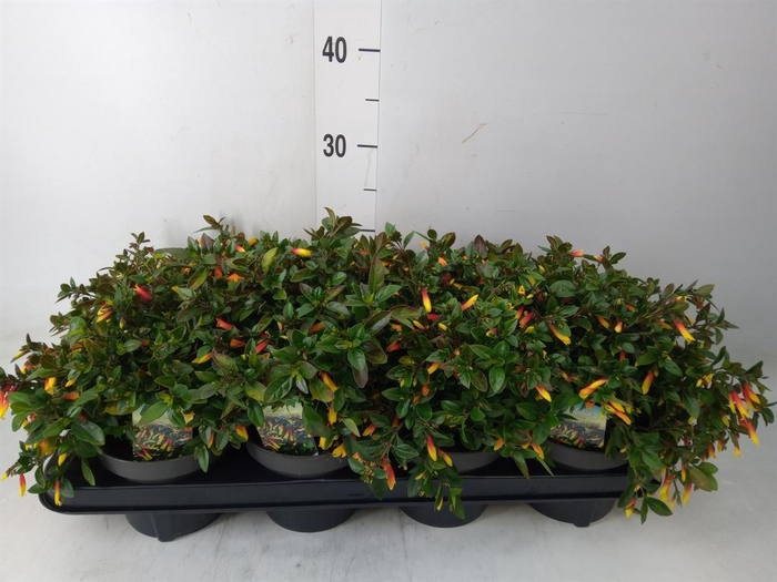 <h4>Justicia   ...</h4>