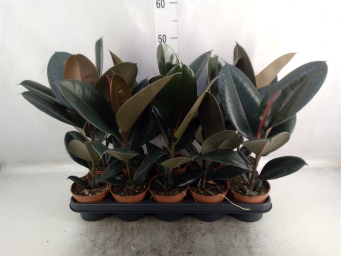 <h4>Ficus elastica 'Abidjan'</h4>