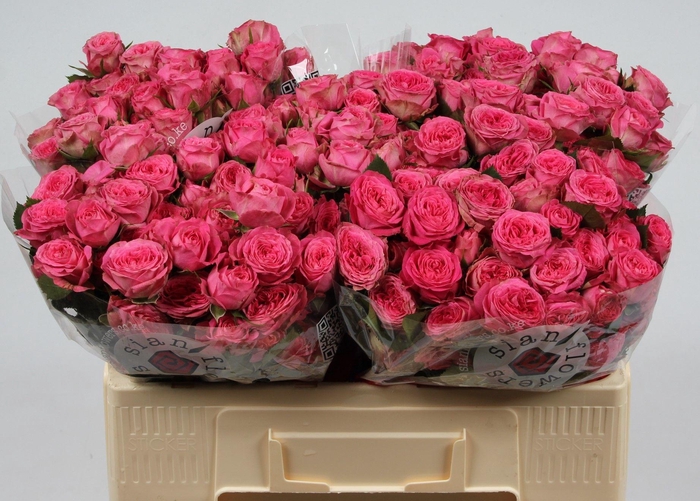 <h4>R TR ELISANA</h4>