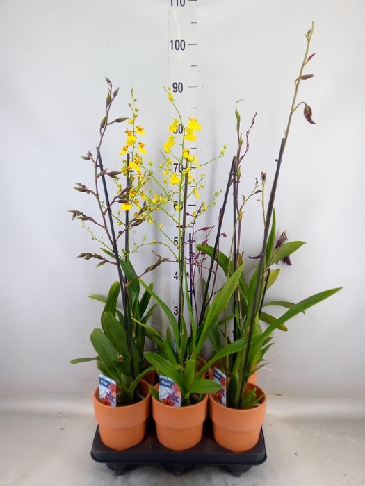 <h4>Orchideeen   ...</h4>