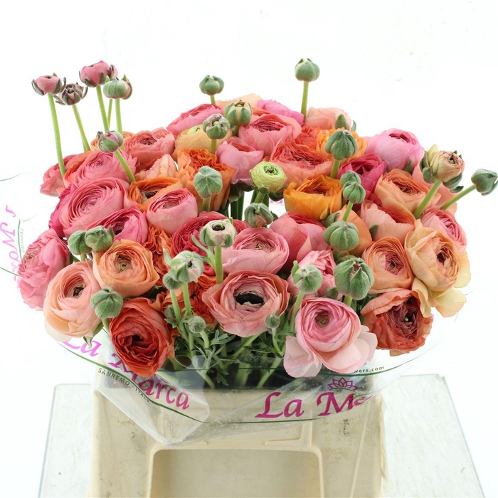 <h4>Ran Su Sr Grand Pastel Peach Extra</h4>