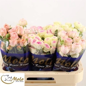 R Tr Mix In Bucket X25 Molo
