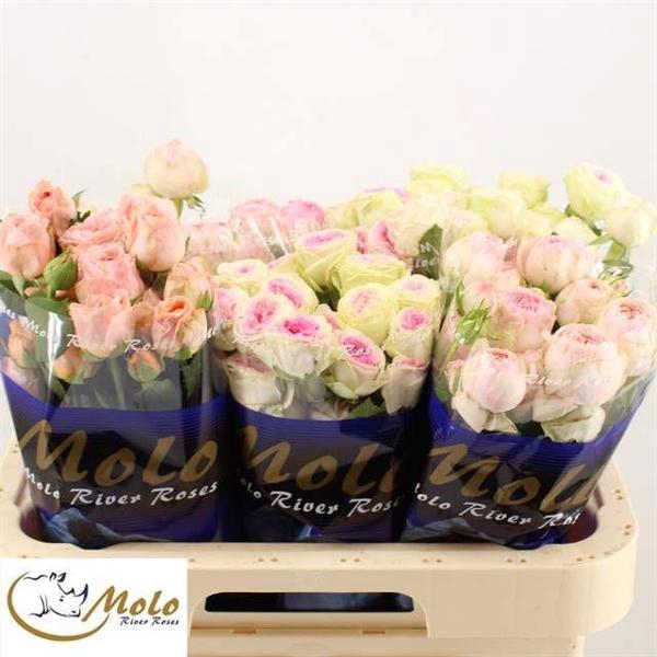 <h4>R Tr Mix In Bucket X25 Molo</h4>