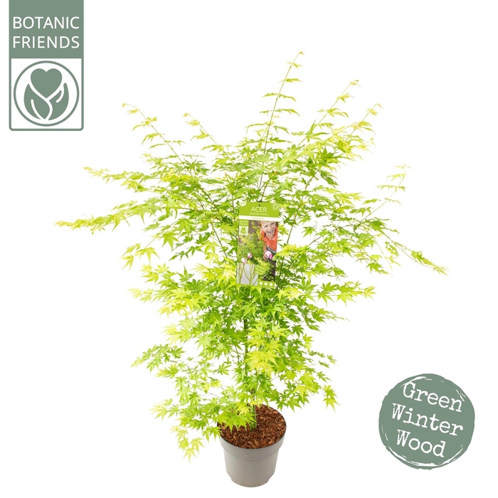 <h4>Acer palm. 'Going Green'®</h4>