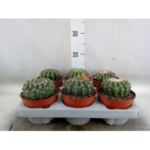 Cactus   ...