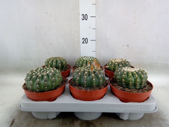 <h4>Cactus   ...</h4>