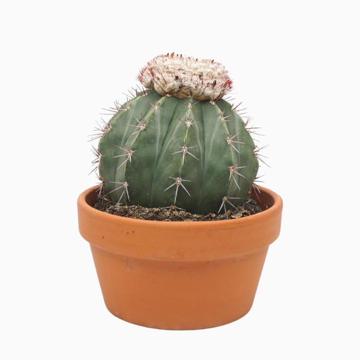 <h4>Cactus</h4>