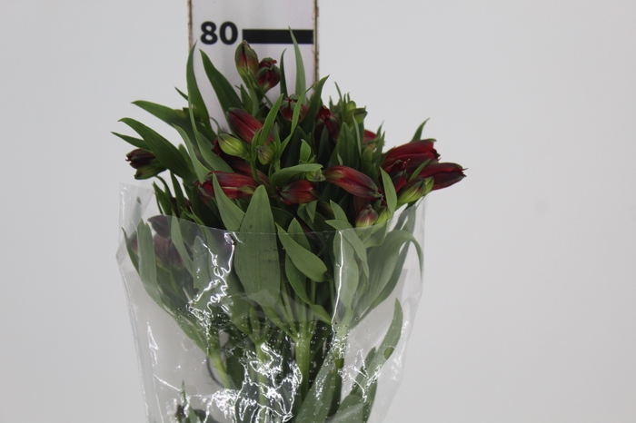 <h4>ALSTROEMERIA NATALYA 080 CM</h4>