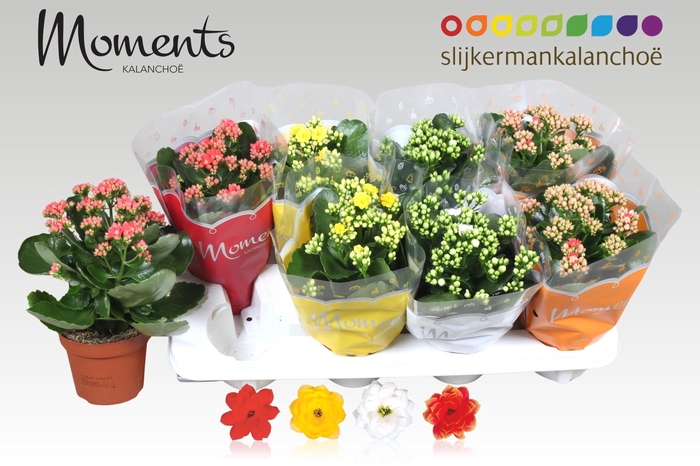 <h4>KAL GE GEM 4 KL</h4>