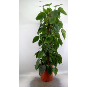 Philodendron scand.