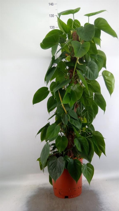 <h4>Philodendron scand.</h4>
