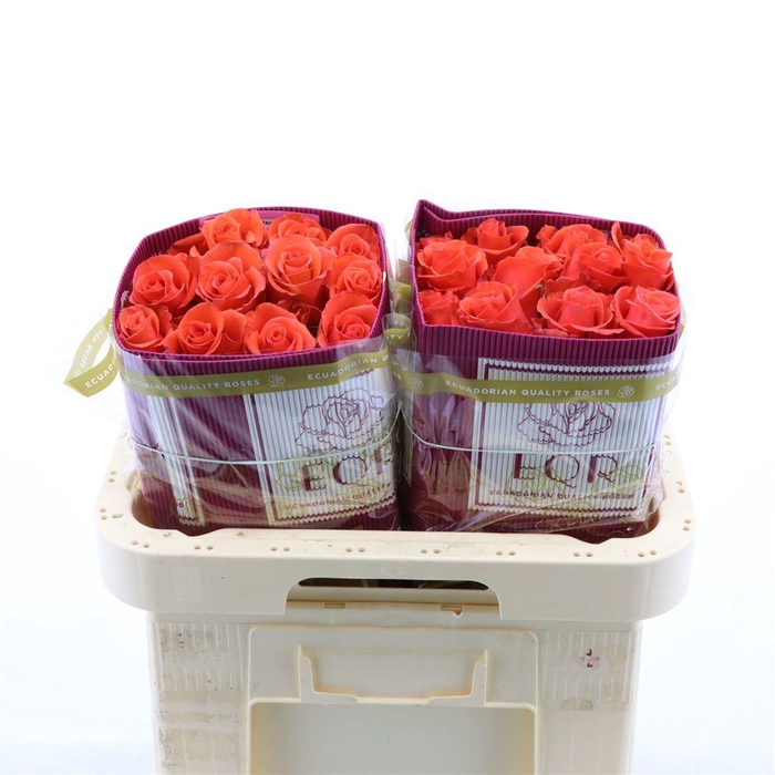 <h4>Rosa gr Dragon Tale</h4>