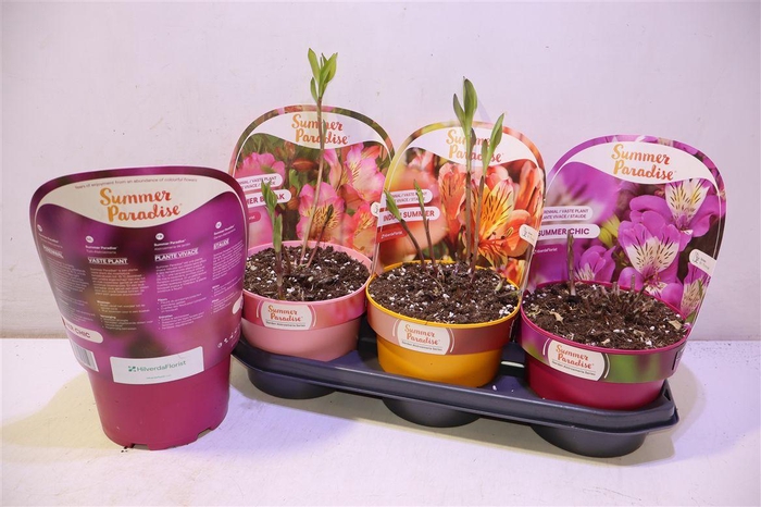 <h4>arr8 Alst Ov Mixtray</h4>