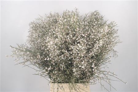 <h4>Ginster White Per Bunch</h4>