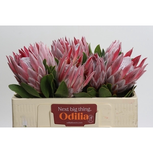 Protea Cynaroides