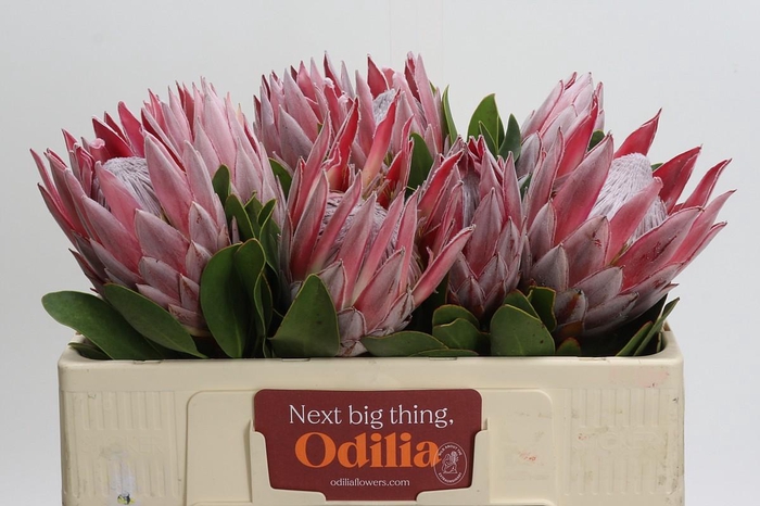 <h4>Protea Cynaroides</h4>