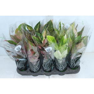 AGLAONEMA VARIADA P12 PREMIUM