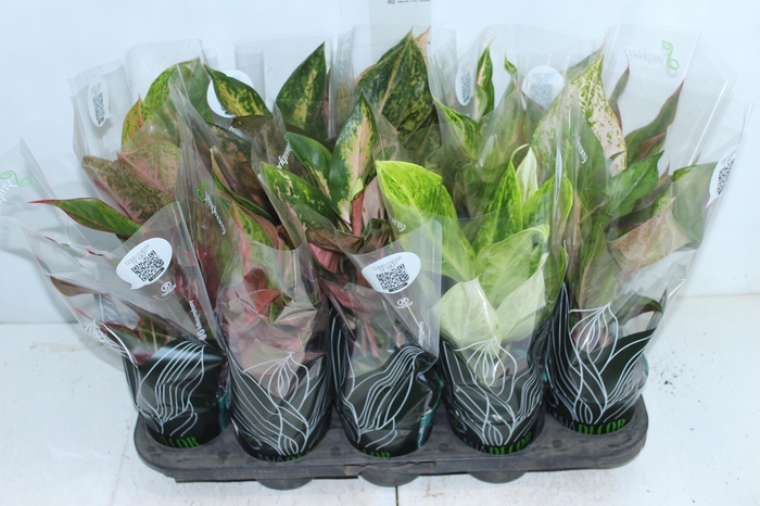 <h4>AGLAONEMA VARIADA P12 PREMIUM</h4>