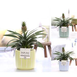 Ananas Rosita in P&PURE Fleur ceramics ass. 3