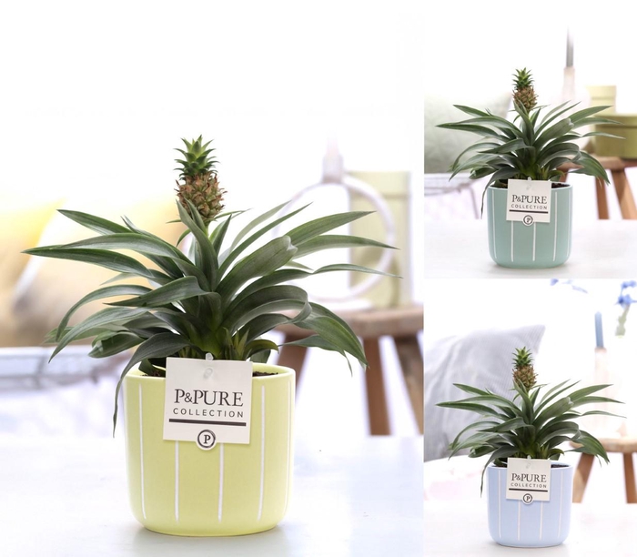 <h4>Ananas Rosita in P&PURE Fleur ceramics ass. 3</h4>