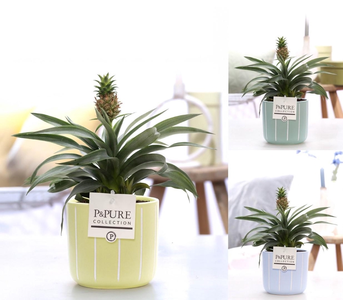 <h4>Ananas Rosita in P&PURE Fleur ceramics ass. 3</h4>