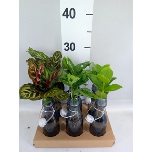 Planten ..mix