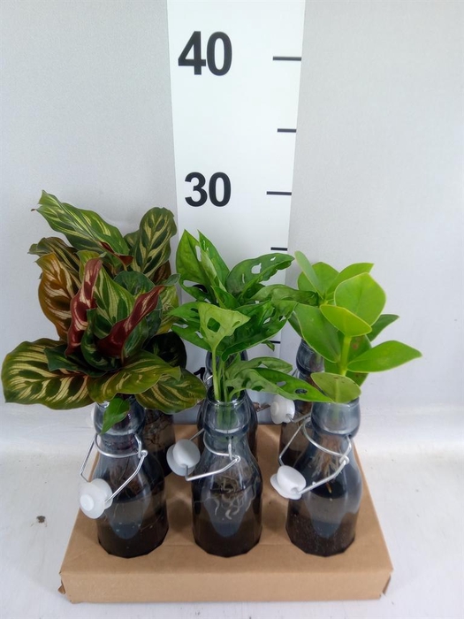 <h4>Planten  ..mix</h4>