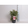 vaste planten 19 cm  Achillea Deep Rose