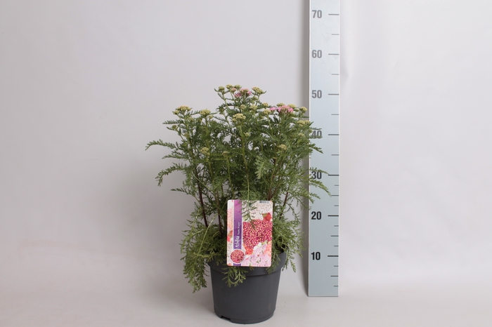 vaste planten 19 cm  Achillea Deep Rose