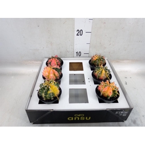 Gymnocalycium mihanov. 'Japan'  mix