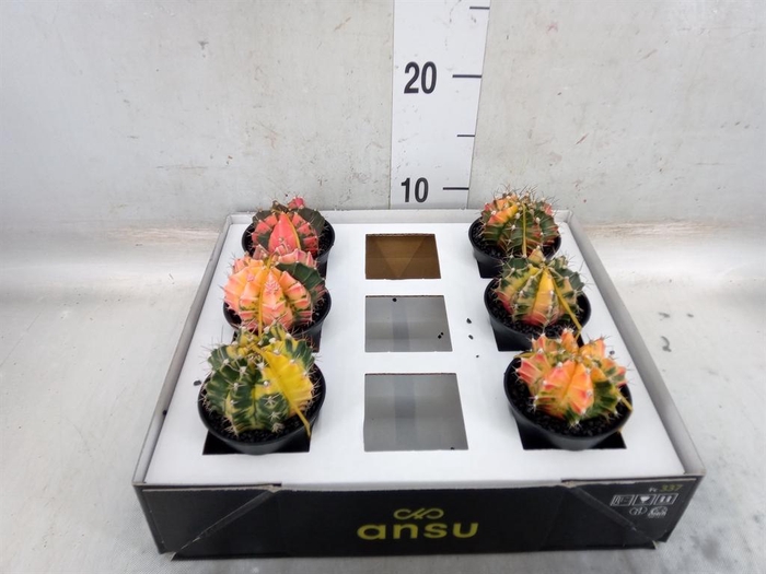 <h4>Gymnocalycium mihanov. 'Japan' mix</h4>